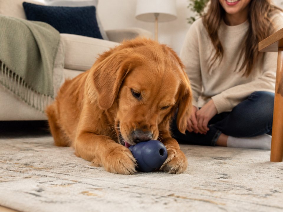 Pet Camera Privacy and Placement Guide guide thumbnail